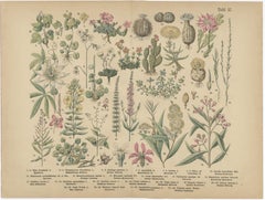 German Botanical Plates, Exotic Plants & Fruit Trees, Stuttgart c.1890
