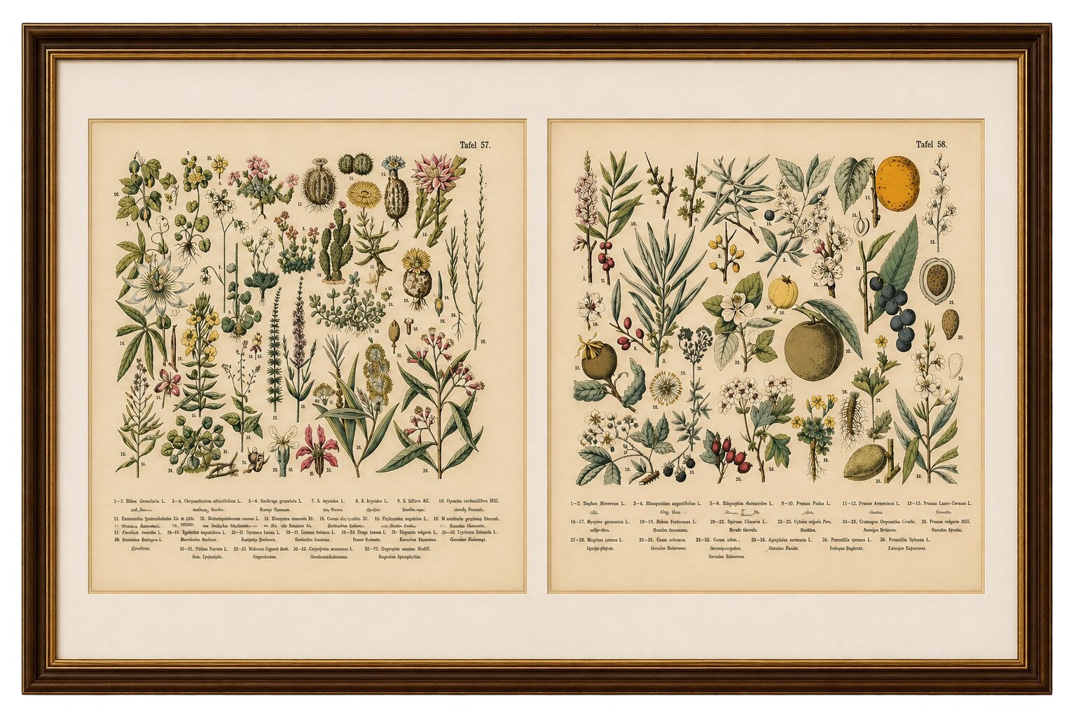 German Botanical Plates, Exotic Plants & Fruit Trees, Stuttgart c.1890