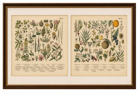 German Botanical Plates, Exotic Plants & Fruit Trees, Stuttgart c.1890