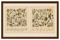 German Botanical Plates, Exotic Plants & Fruit Trees, Stuttgart c.1890