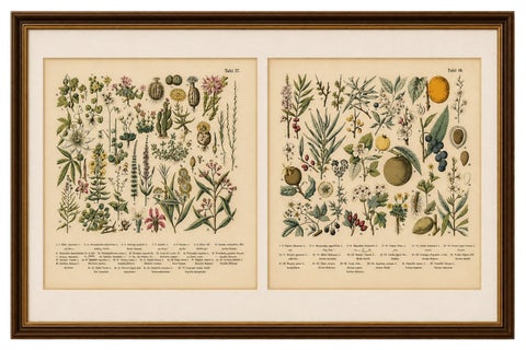 German Botanical Plates, Exotic Plants & Fruit Trees, Stuttgart c.1890