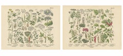 German Botanical Plates Umbellifers & Medicinal Plants, Stuttgart c.1890