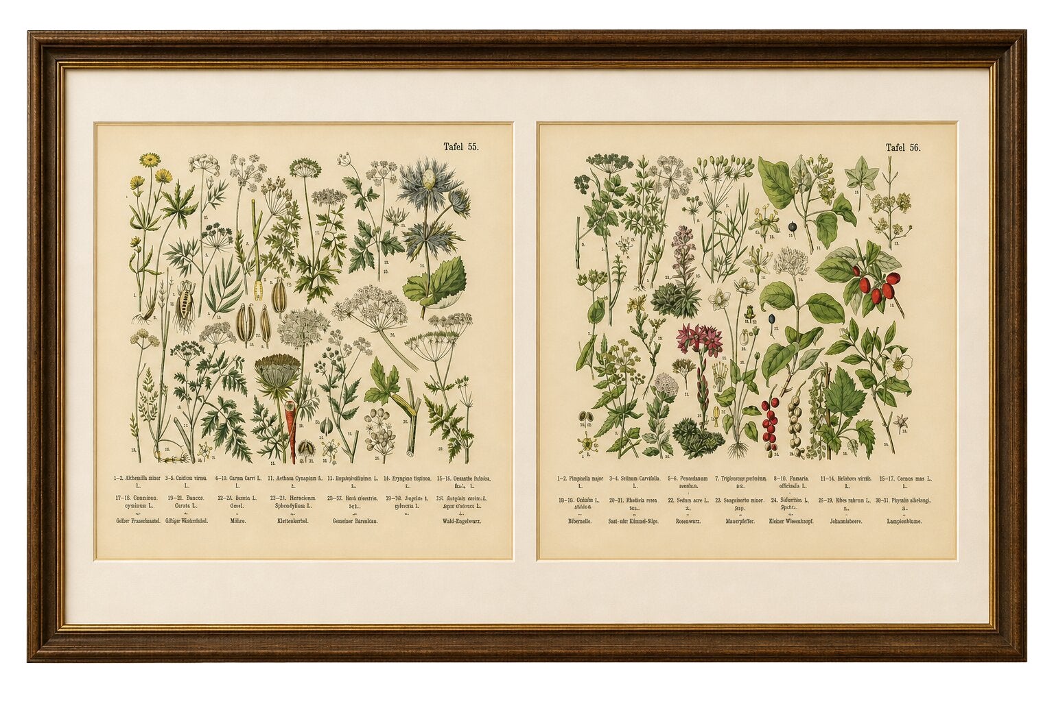 German Botanical Plates Umbellifers & Medicinal Plants, Stuttgart c.1890