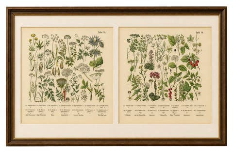 German Botanical Plates Umbellifers & Medicinal Plants, Stuttgart c.1890
