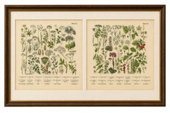 German Botanical Plates Umbellifers & Medicinal Plants, Stuttgart c.1890