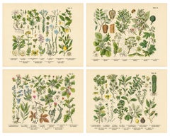 German Botanical Plates, Wildflowers & Medicinal Plants, Stuttgart c.1890