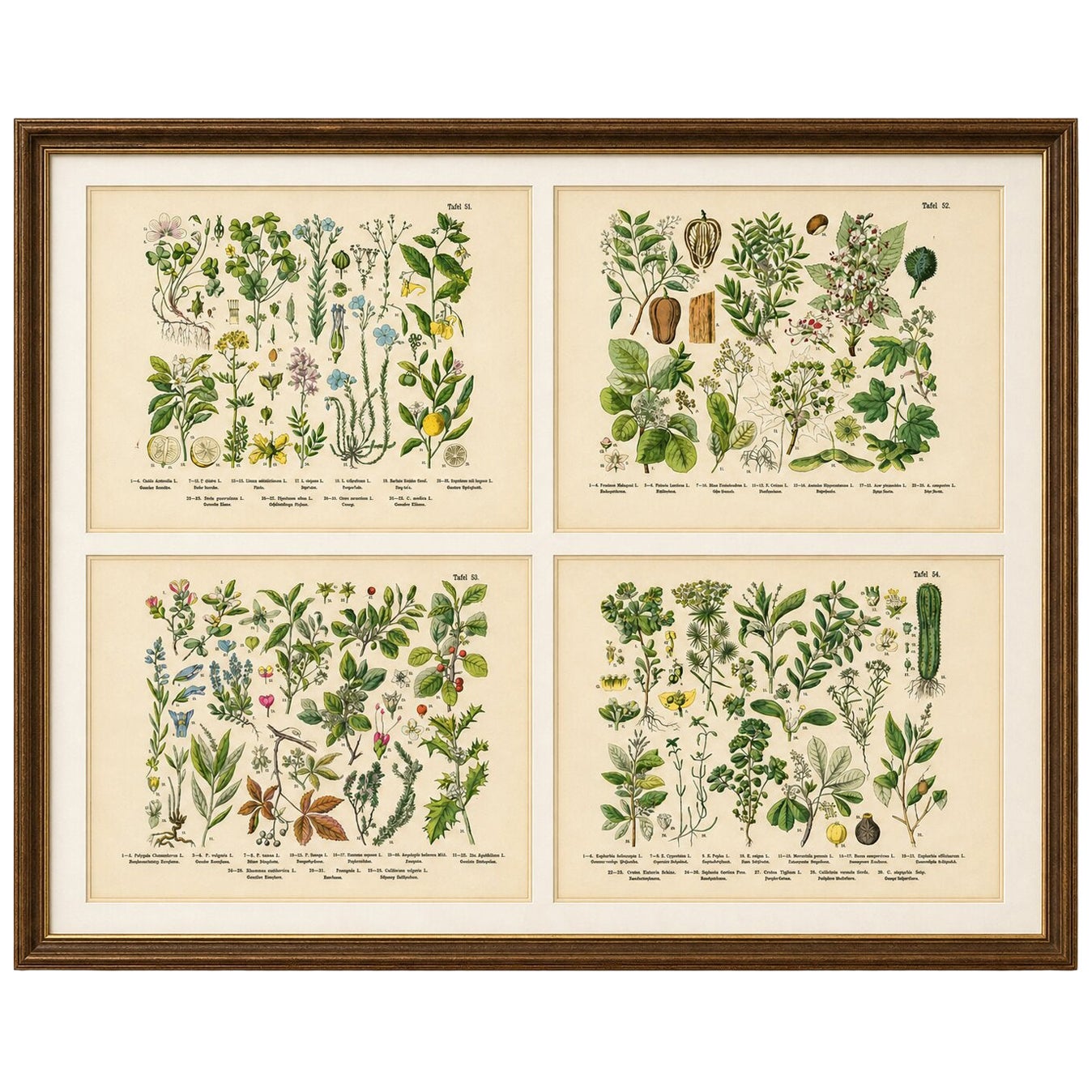 German Botanical Plates, Wildflowers & Medicinal Plants, Stuttgart c.1890
