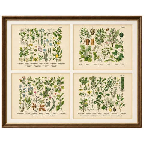 German Botanical Plates, Wildflowers & Medicinal Plants, Stuttgart c.1890