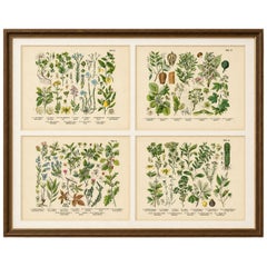 German Botanical Plates, Wildflowers & Medicinal Plants, Stuttgart c.1890