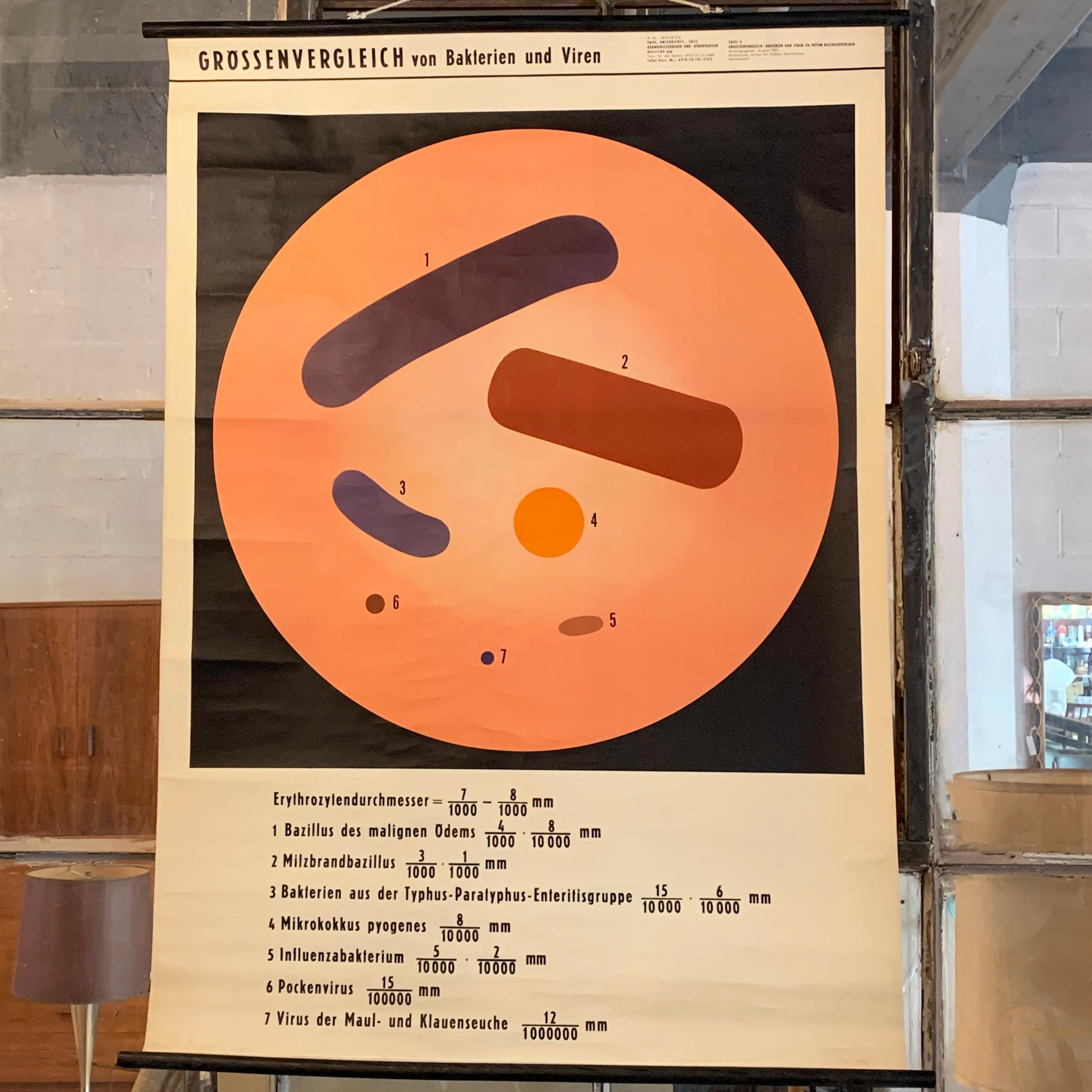 German, educational, anatomical, wall chart comparing the size of bacteria and viruses on fortified canvas paper with wood poles for rolling up.