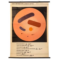 German Educational Anatomical Wall Chart Comparison of Bacteria and Virus