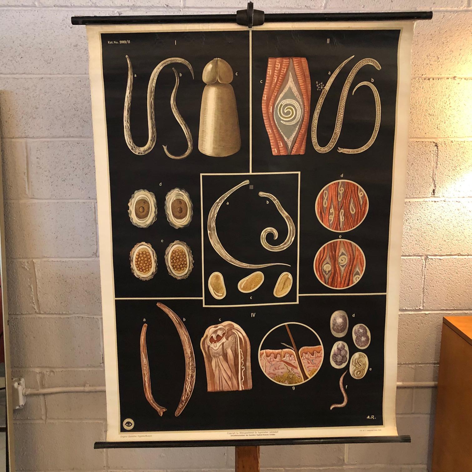 German, educational, biology, roll-up chart depicting parasitic worms by Jung Koch Quentell, from the Deutsches Hygiene Museum is printed on canvas backed paper with painted maple dowels and cotton string for hanging.