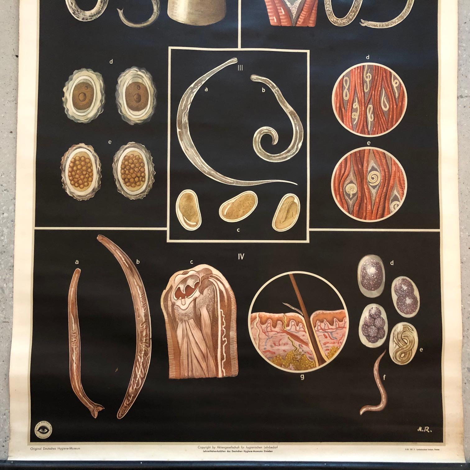 German Educational Biology Chart by Jung Koch Quentell In Good Condition In Brooklyn, NY