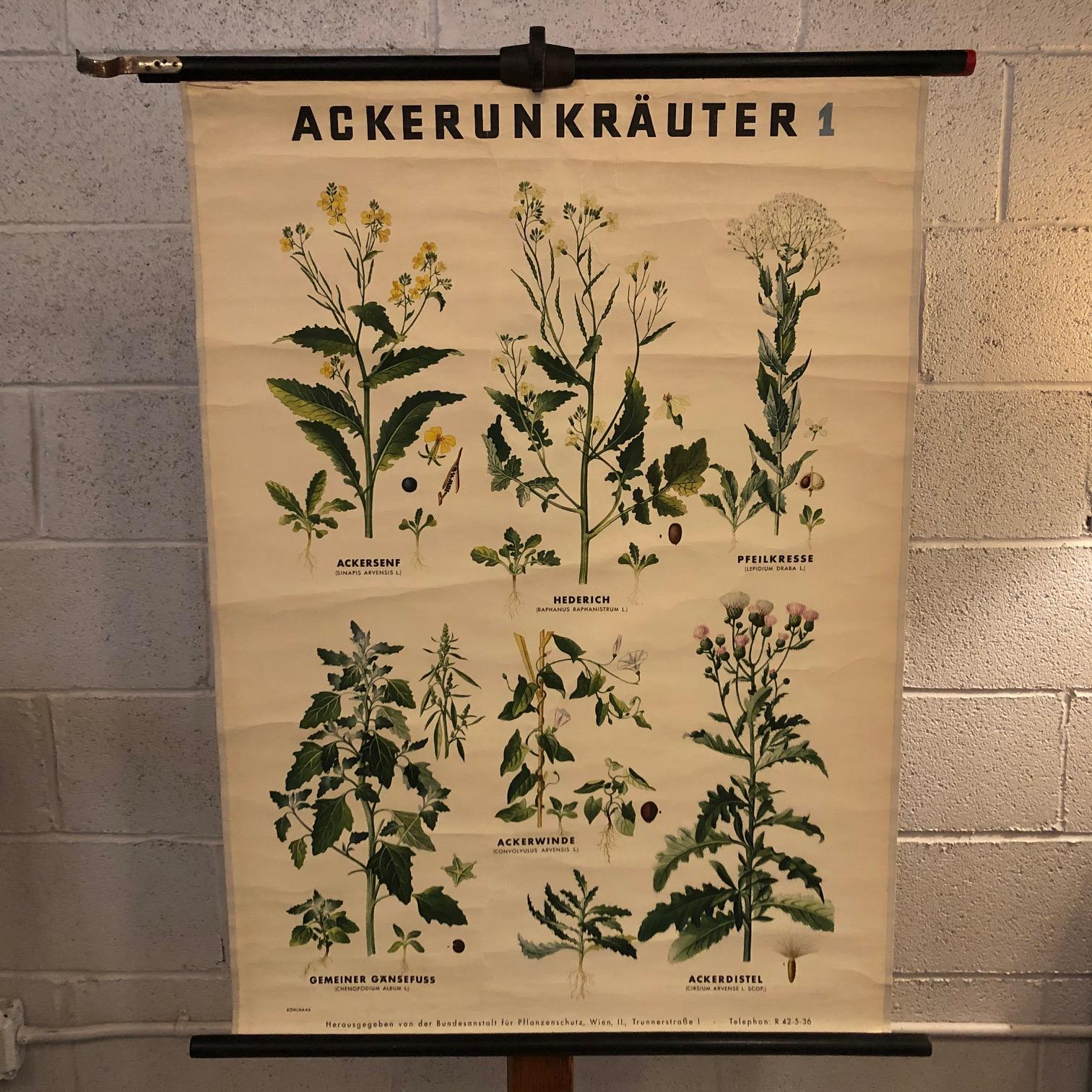 Deutsche botanische Lehrtafel zum Thema Ackerunkräuter 1, gedruckt auf Papier mit Leinwandrücken auf bemalten Ahornstäben mit Schnur und Haken zum Aufhängen. Botanische Illustrationstafel.