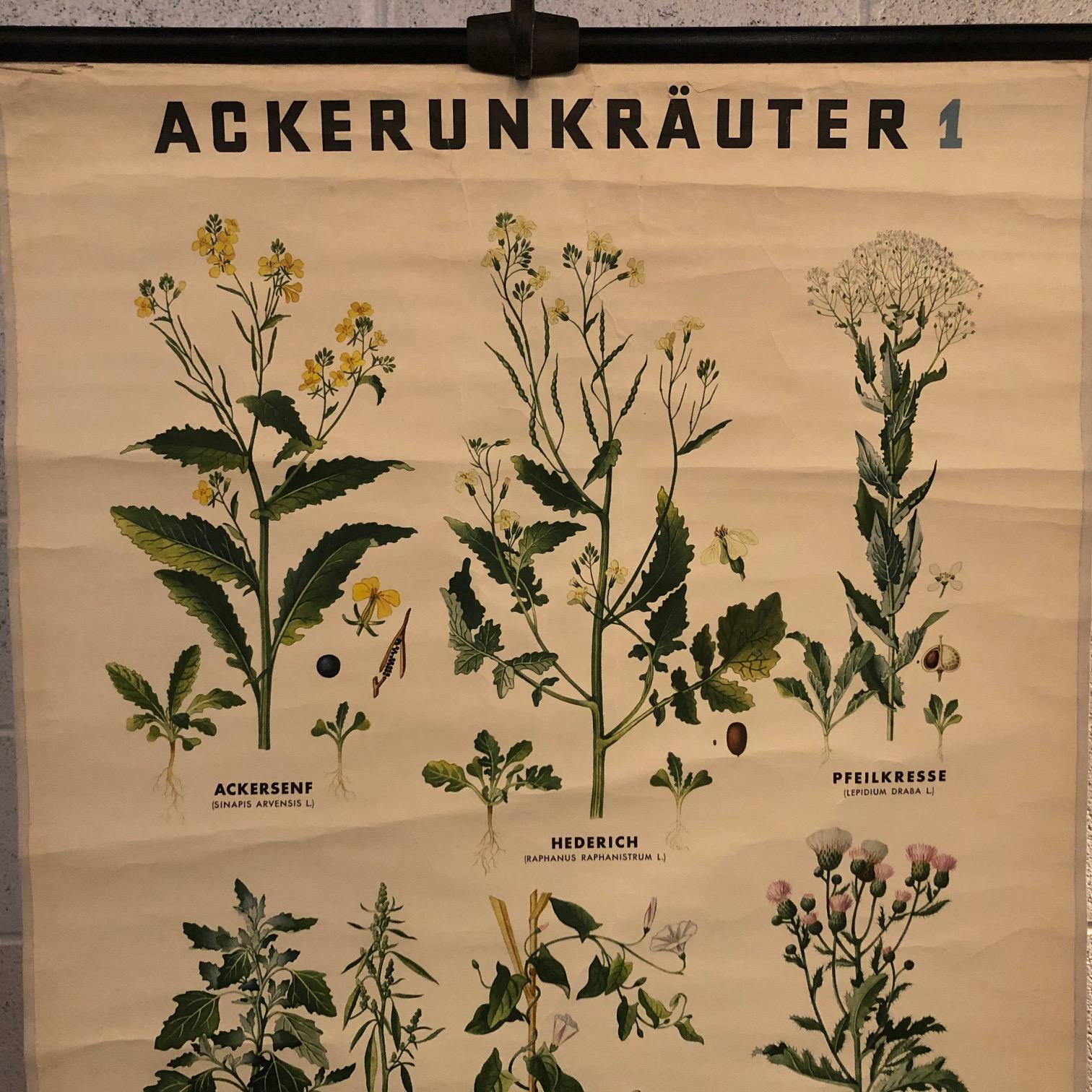 German Educational Field Weeds Botanical Roll-Up-Karte (Industriell) im Angebot
