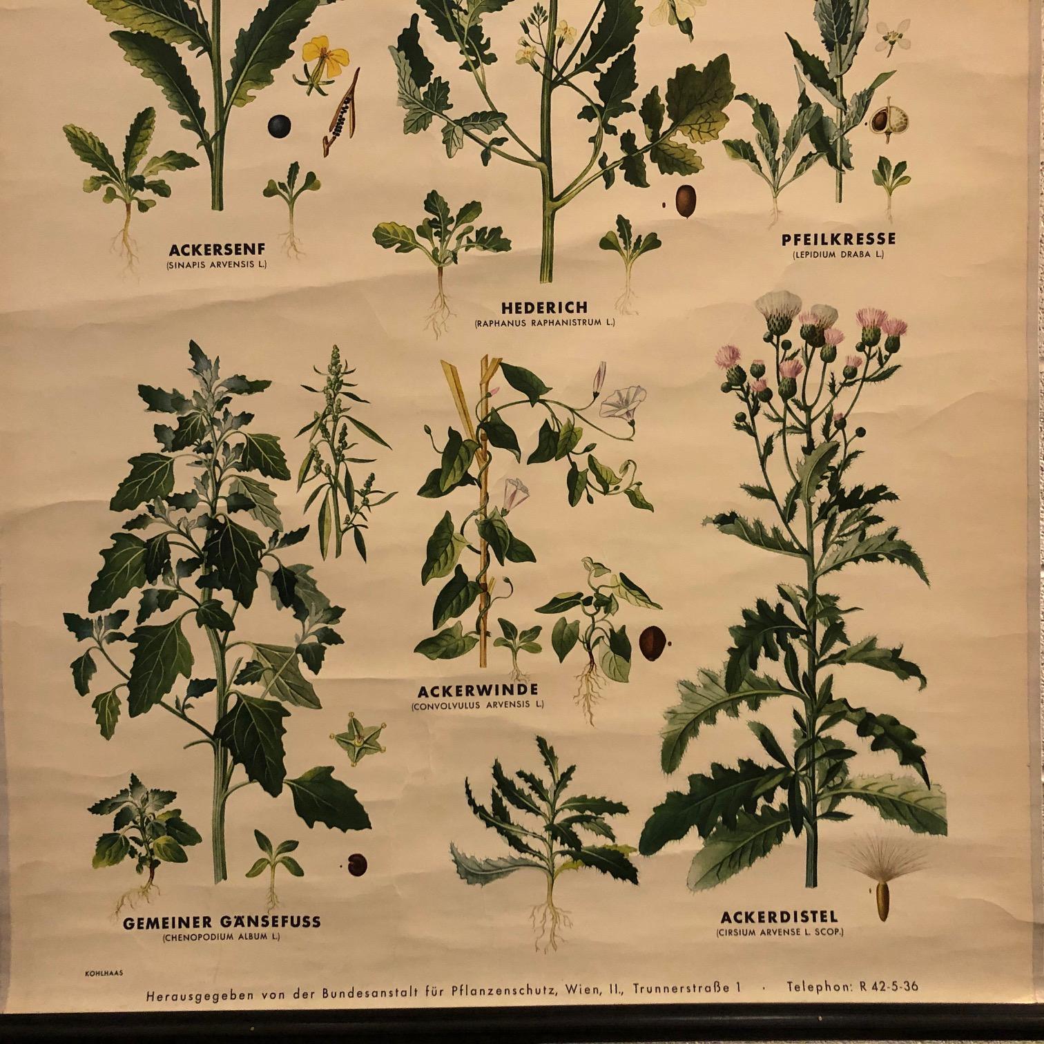 botany chart