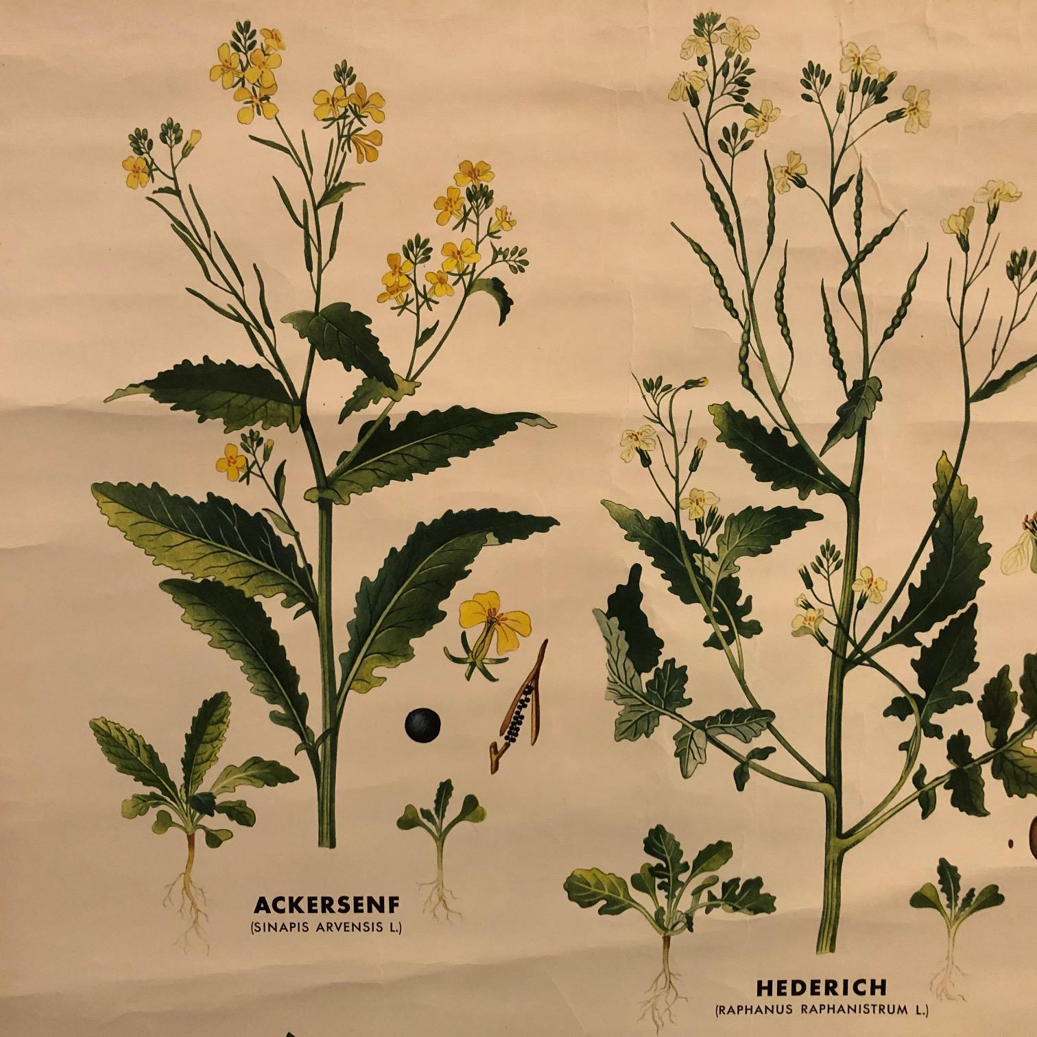 Industrial German Educational Field Weeds Botanical Roll-Up Chart For Sale