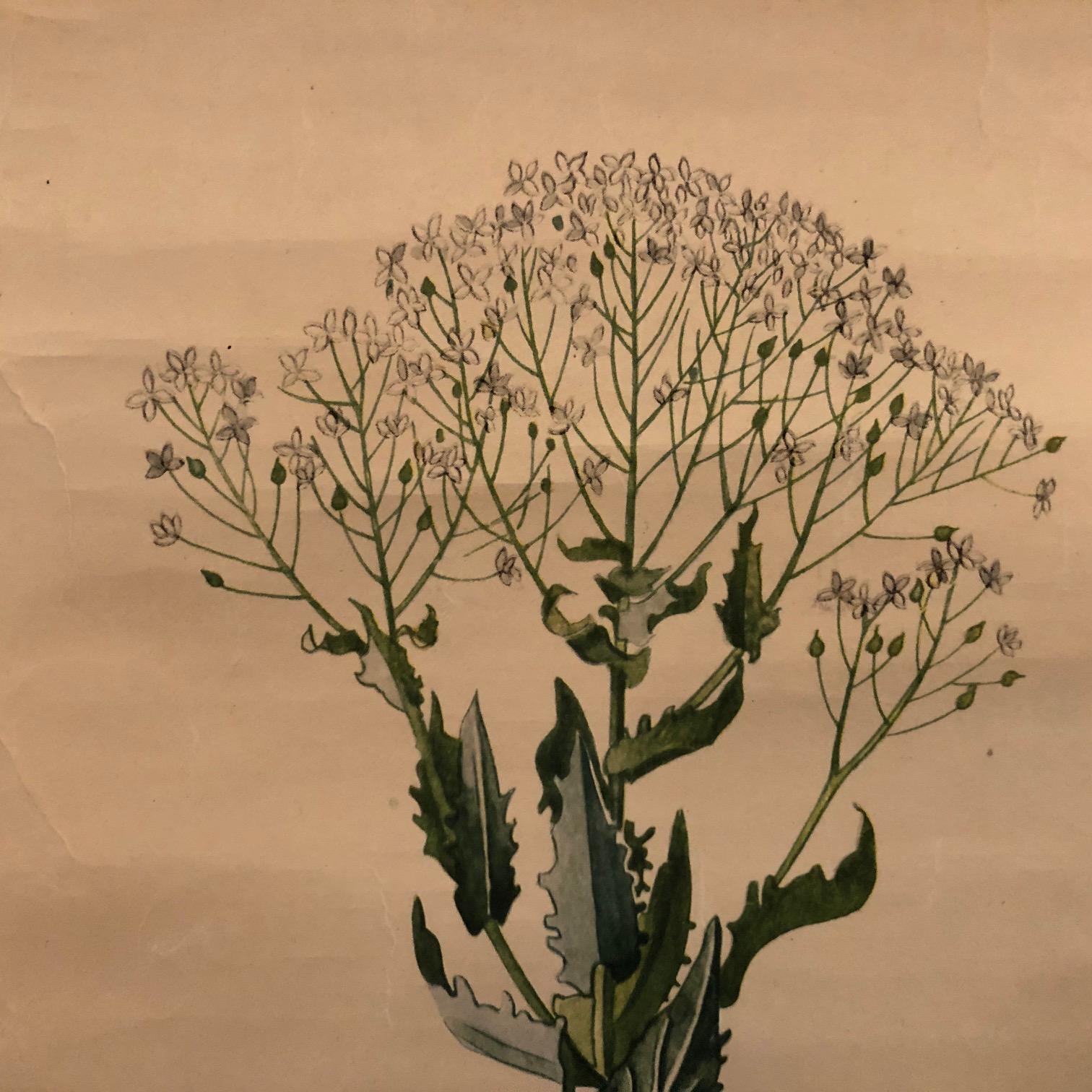German Educational Field Weeds Botanical Roll-Up Chart In Good Condition For Sale In Brooklyn, NY