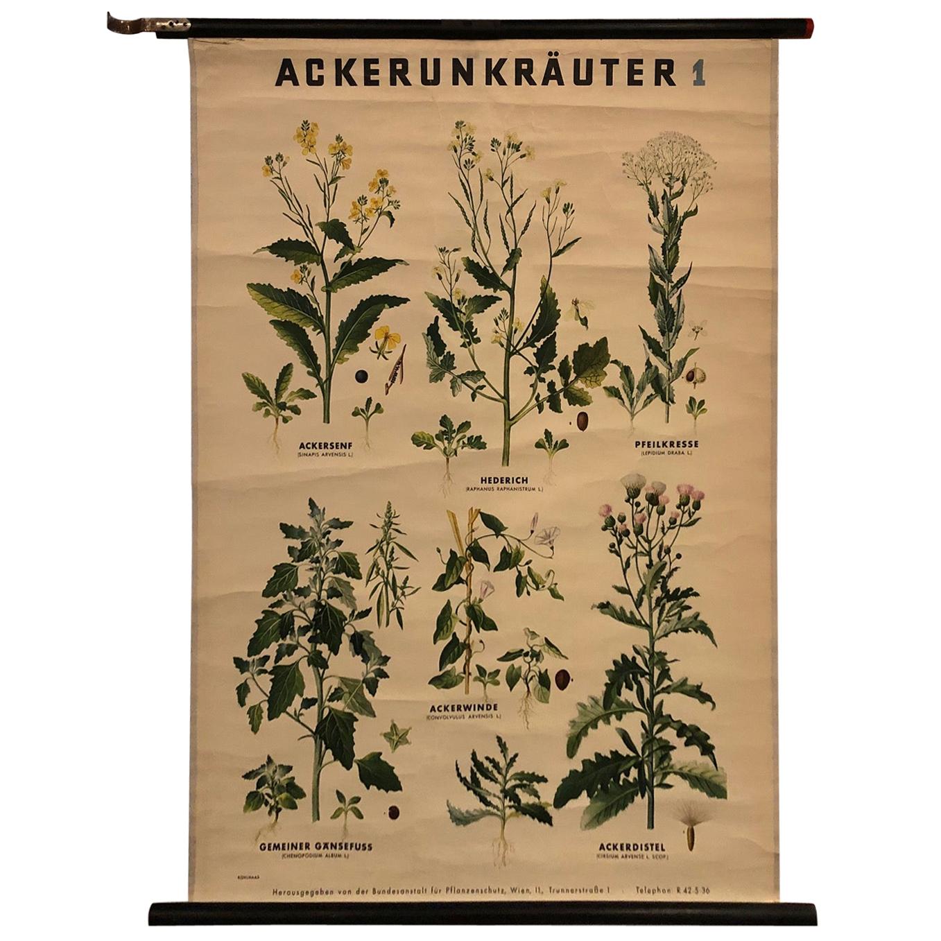 German Educational Field Weeds Botanical Roll-Up Chart For Sale