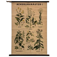 Vintage German Educational Field Weeds Botanical Roll-Up Chart