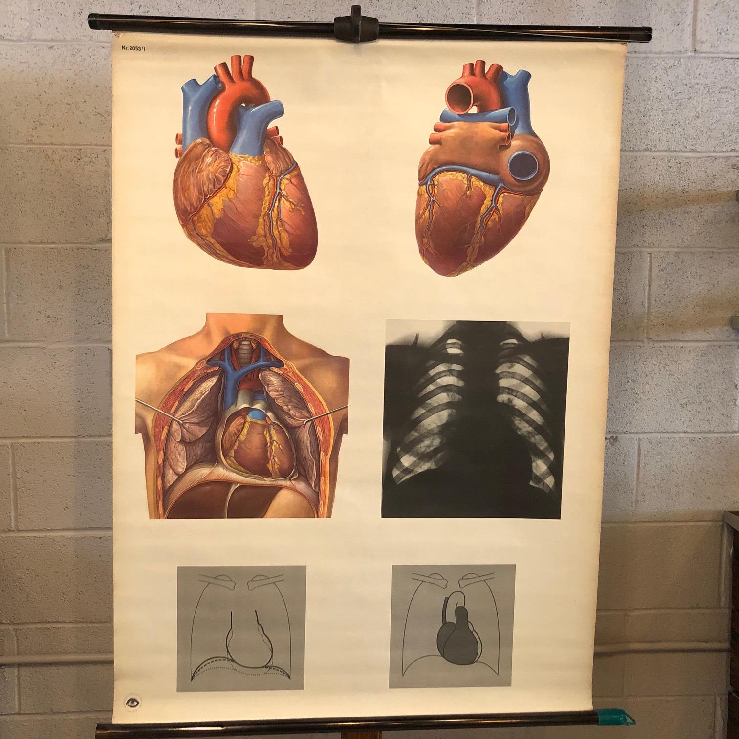 German, educational, anatomical, roll-up, chart depicting the heart, Das Herz from the Deutsches Hygiene Museum, Dresden is printed on canvas backed paper on copper colored hollow steel rods.
   