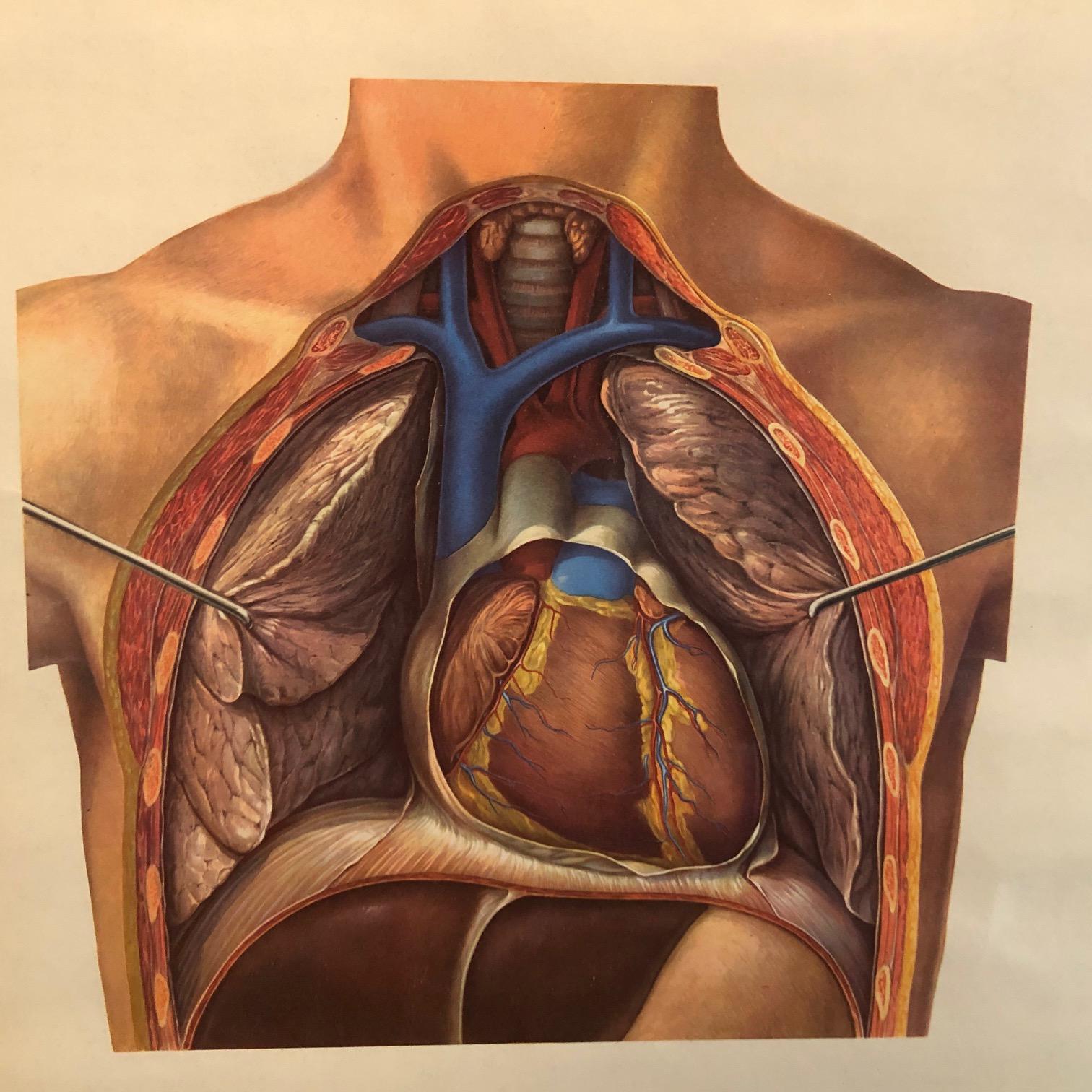 Industriel Tableau d'anatomie du cœur allemand en vente