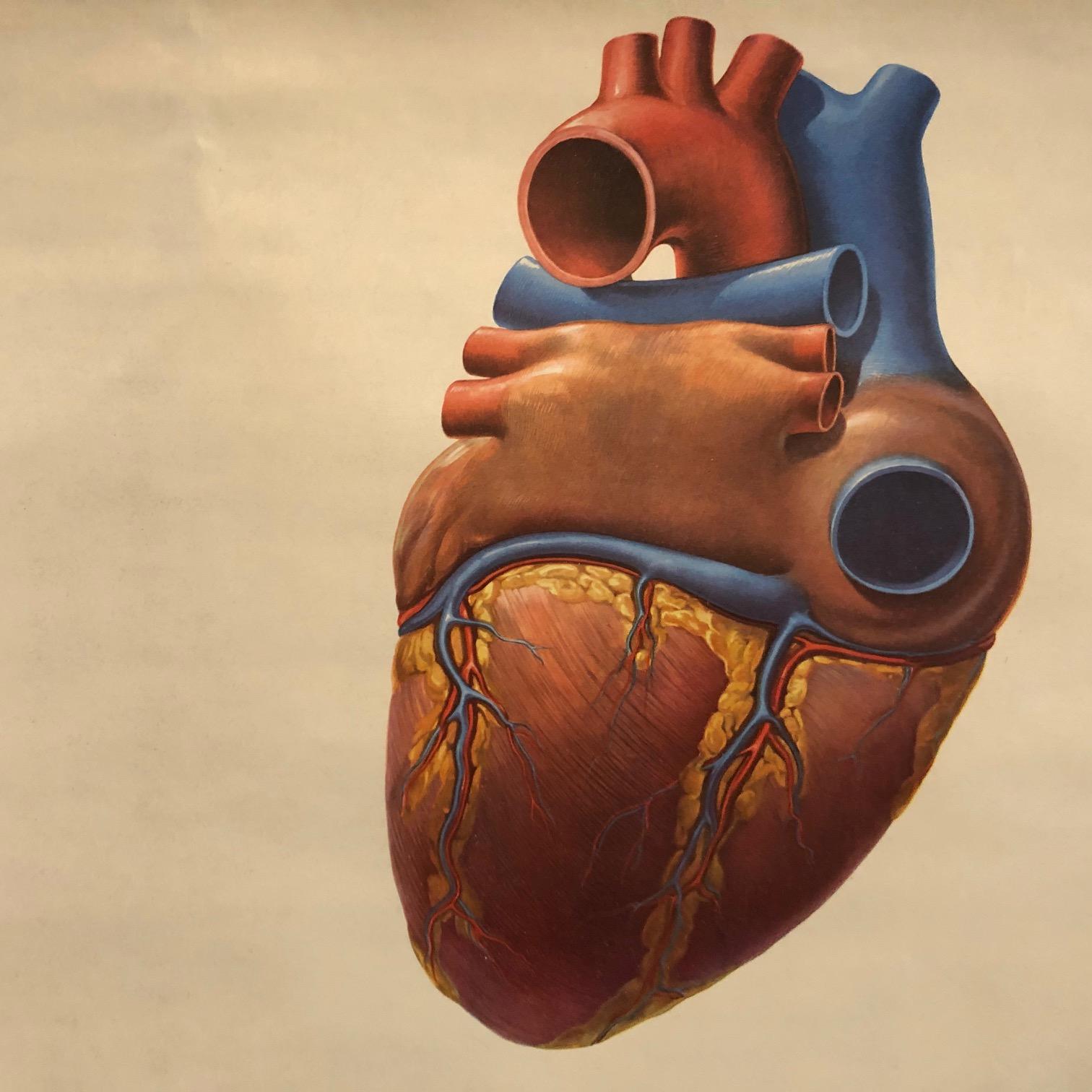 Allemand Tableau d'anatomie du cœur allemand en vente