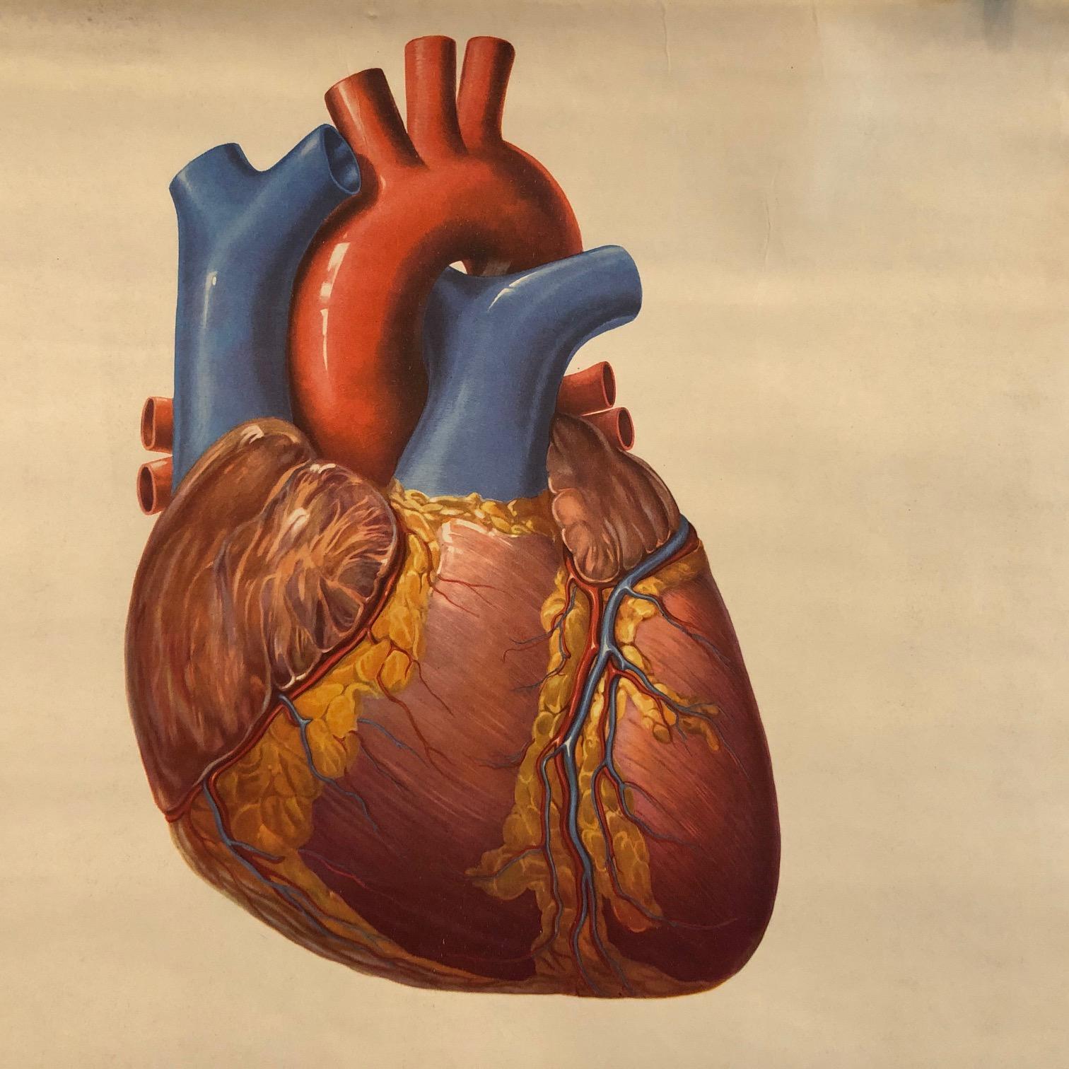 Tableau d'anatomie du cœur allemand Bon état - En vente à Brooklyn, NY