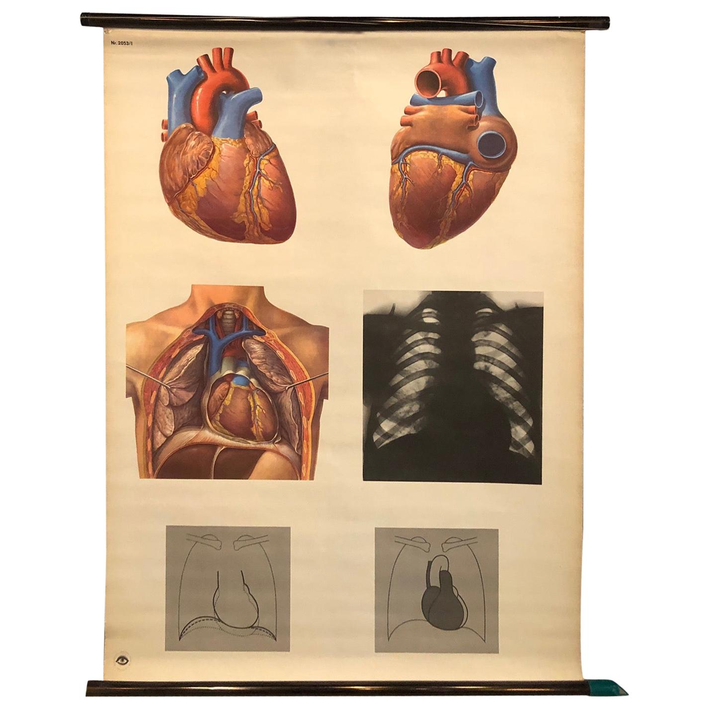 German Educational Heart Anatomy Chart For Sale