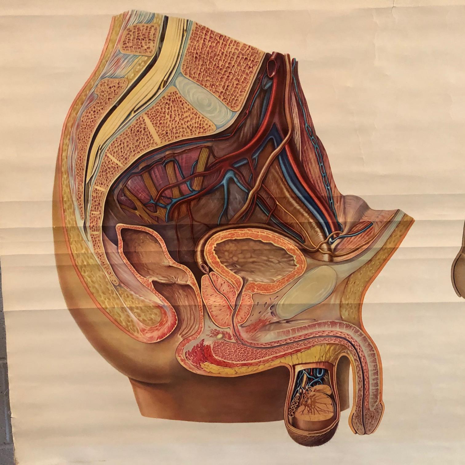 German Educational Male Pelvic Organs Anatomy Chart In Good Condition For Sale In Brooklyn, NY