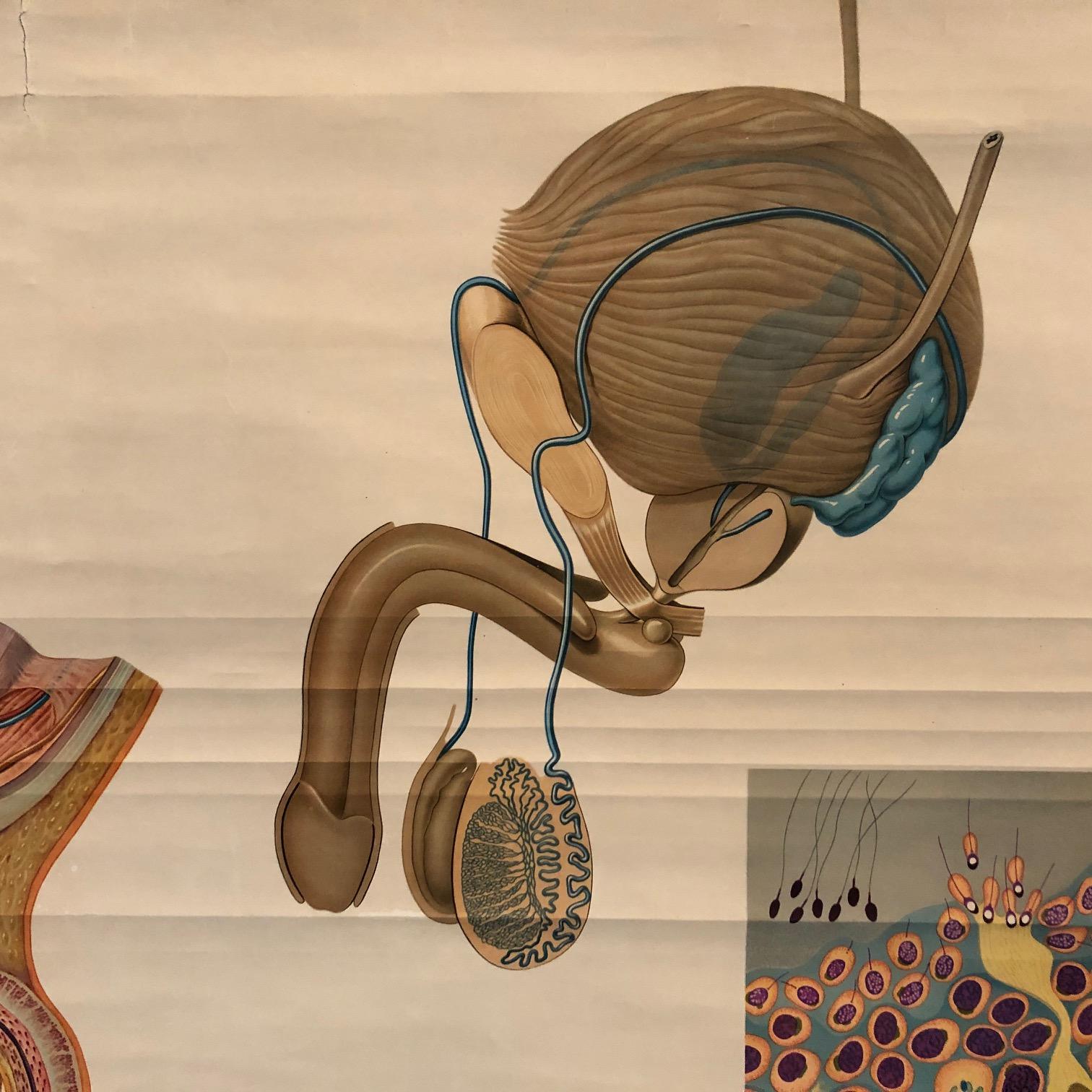20th Century German Educational Male Pelvic Organs Anatomy Chart For Sale