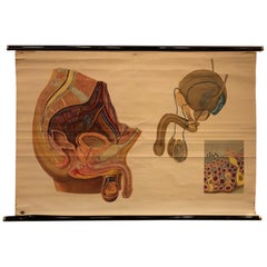 Tableau d'anatomie masculine allemand d'un enseignant en organes pelviens