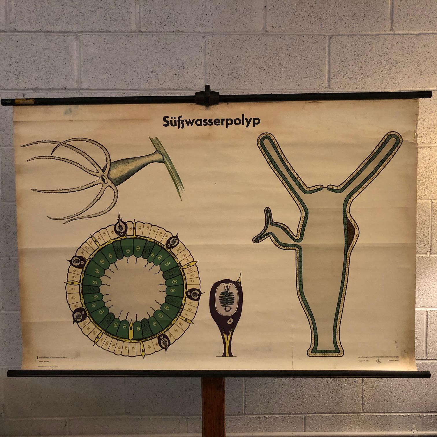 German, educational, zoological, roll-up chart depicting the süßwasserpolyp hydra or freshwater polyp is printed on canvas backed paper with .75 inch diameter painted wooden dowels with ring and cotton suspension string for hanging.