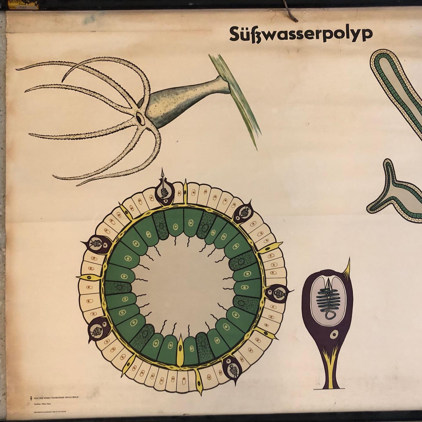 Industrial German Educational Zoological Freshwater Polyp Chart For Sale