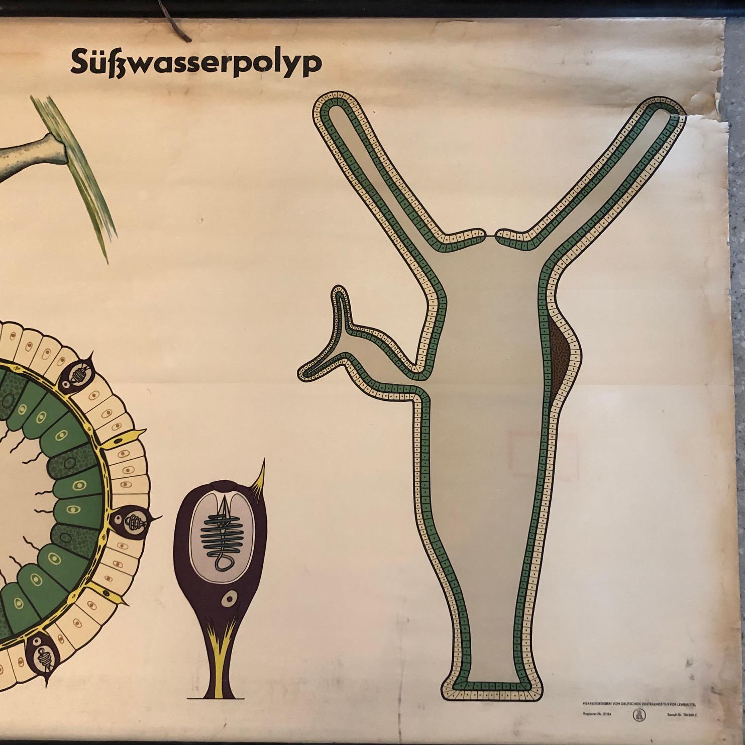 German Educational Zoological Freshwater Polyp Chart In Good Condition For Sale In Brooklyn, NY