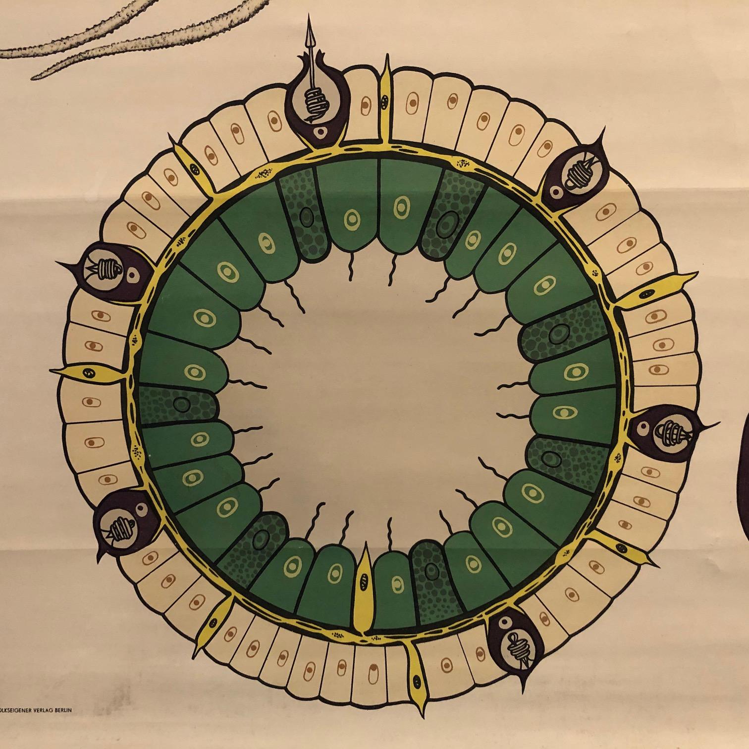 20ième siècle Tableau d'enseignement allemand en polypographie zoologique d'eau douce en vente