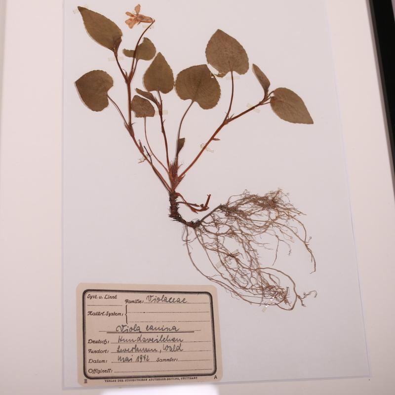 German Framed Herbarium For Sale 5