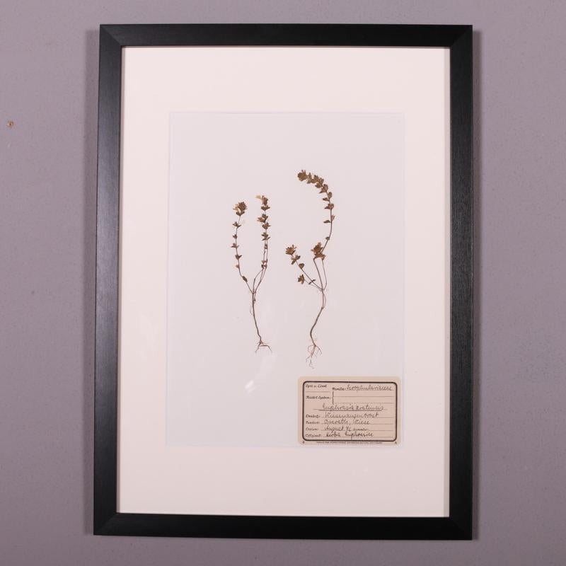 Rare 1940s German pressed botanical specimens from a collection in Stuttgart. The specimen is hand-picked and pressed, and each is labelled with the plant's family name, German name, as well as the date and location of collection. Circa