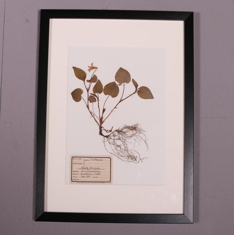 Glass German Framed Herbarium For Sale