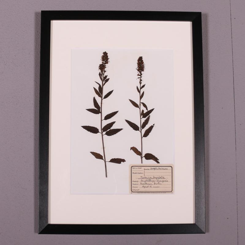 German Framed Herbarium For Sale 1