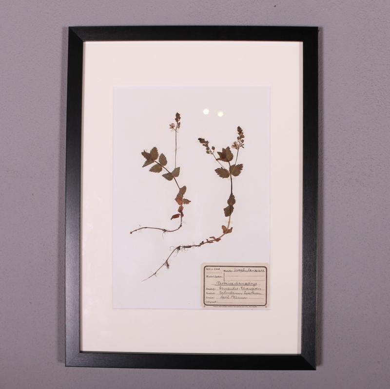 German Framed Herbarium For Sale 2
