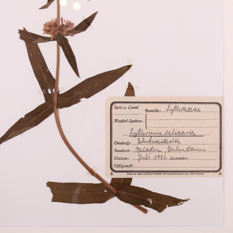 German Framed Herbarium For Sale 3