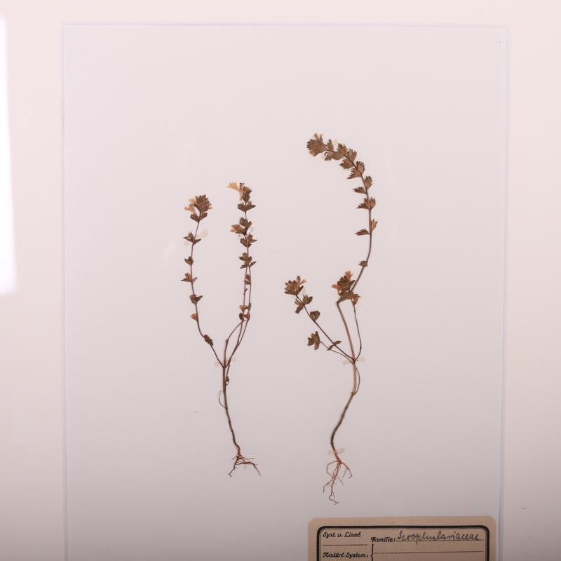 German Framed Herbarium For Sale 4