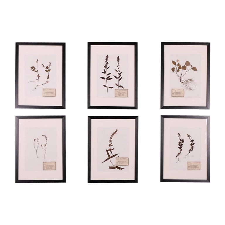 German Framed Herbarium