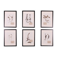 German Framed Herbarium