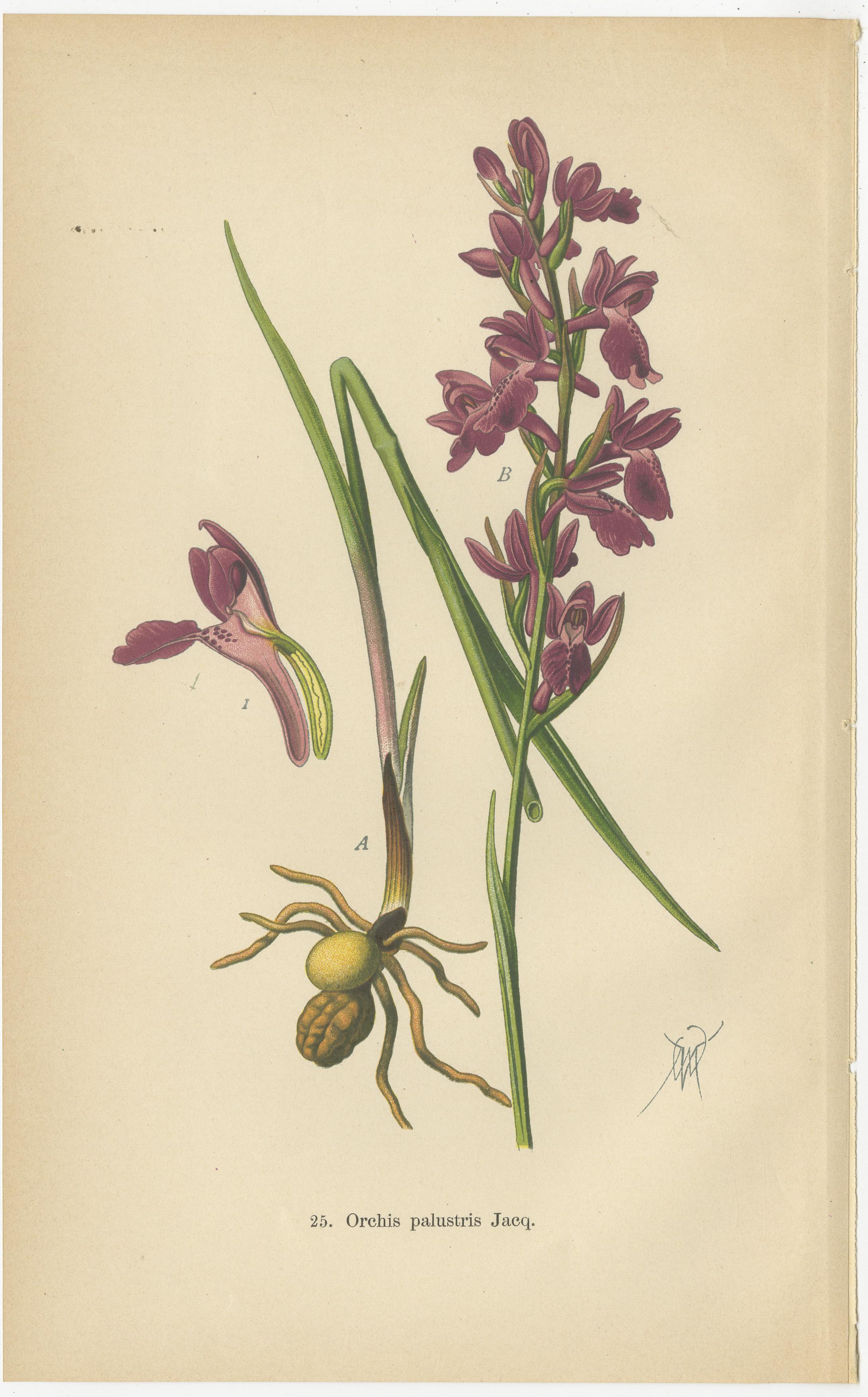 This collage presents a selection of orchid illustrations that exude the charm and detail characteristic of early 20th-century botanical art. Each image is a study of the orchid species native to Germany and the surrounding regions, as depicted by