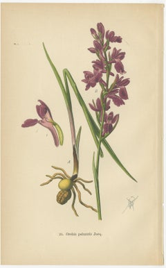 German Meadow Orchids: A Heritage of Botanical Artistry, 1904