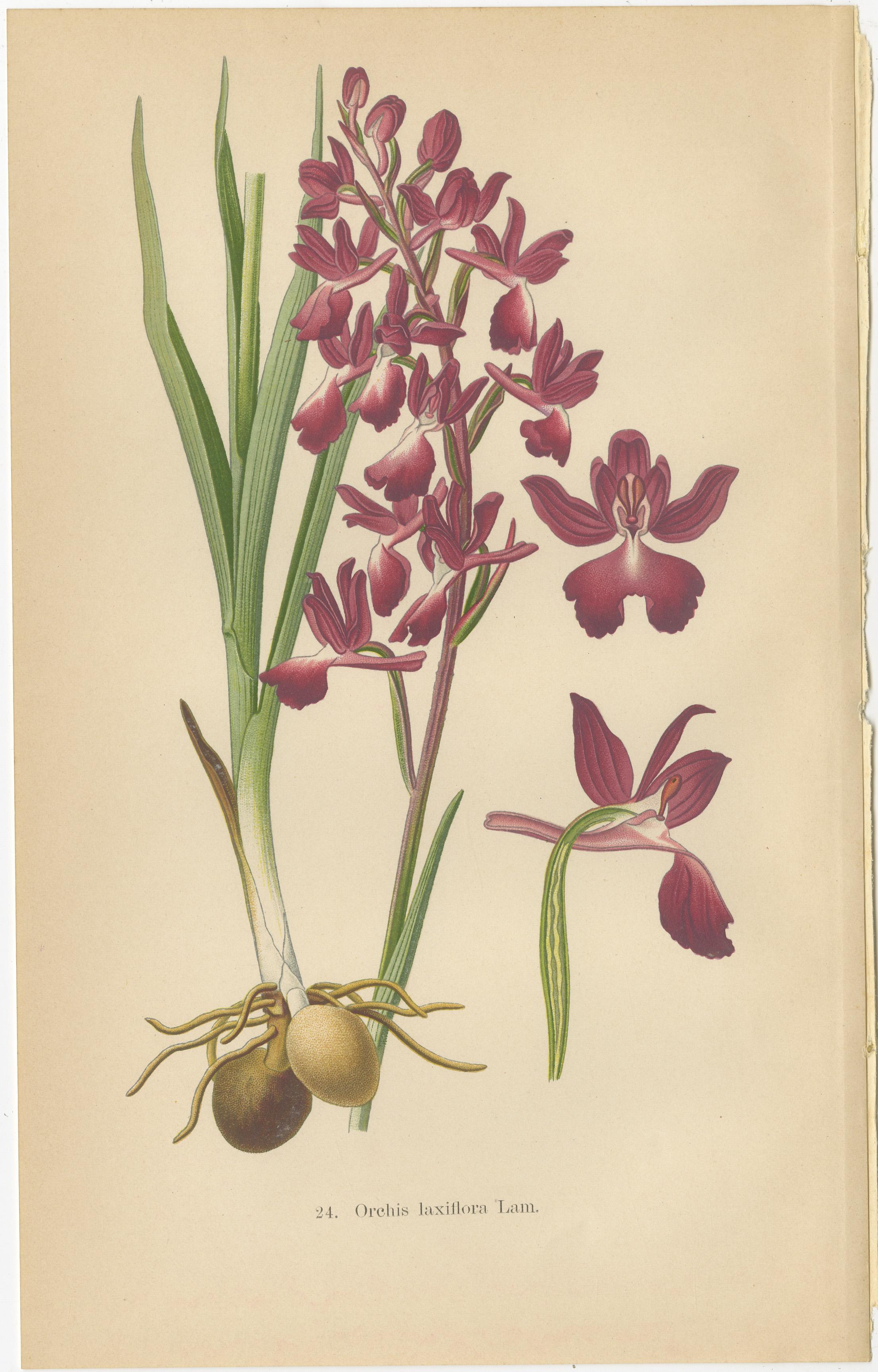 German Meadow Orchids: A Heritage of Botanical Artistry, 1904 In Good Condition For Sale In Langweer, NL
