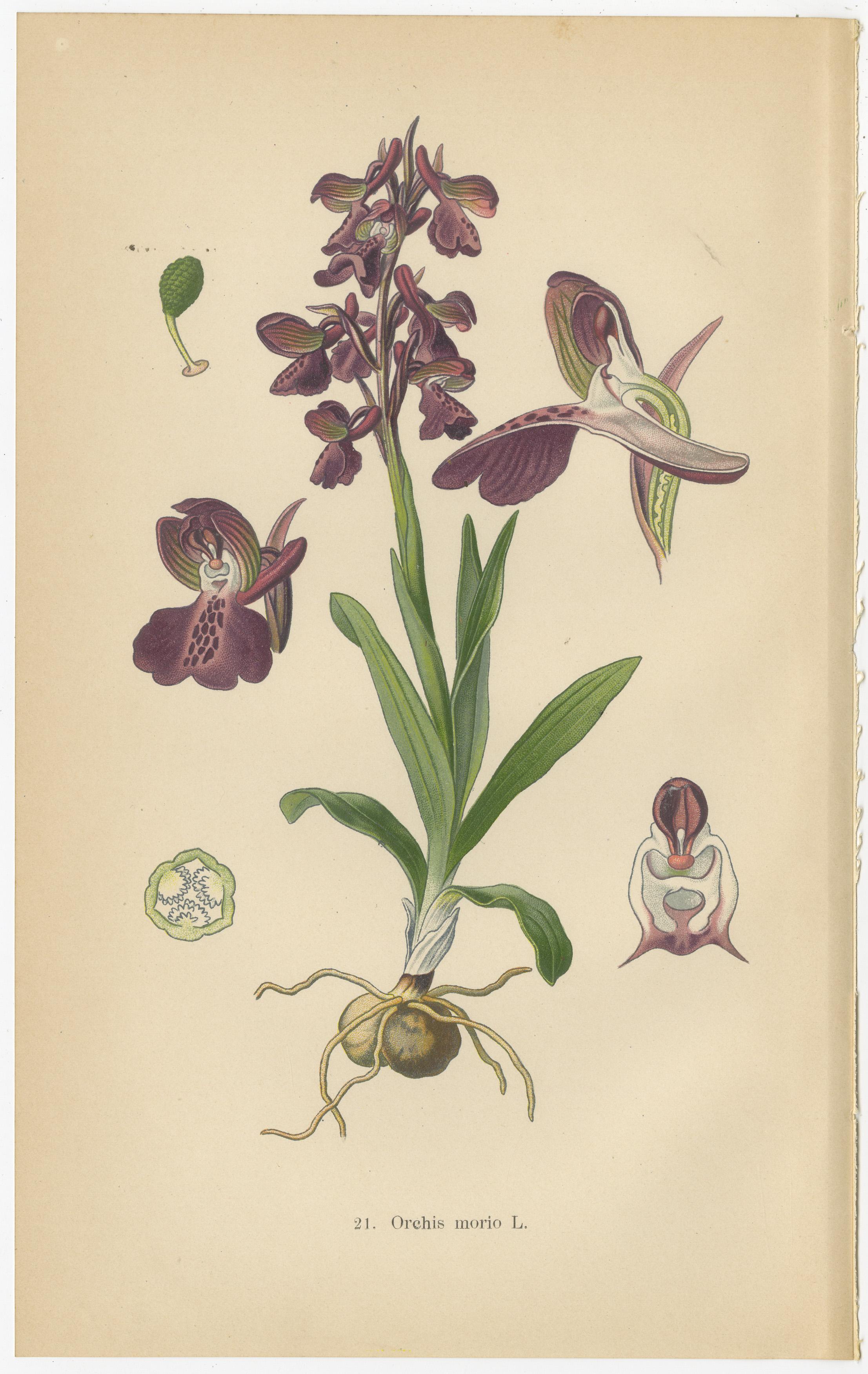 Early 20th Century German Meadow Orchids: A Heritage of Botanical Artistry, 1904 For Sale
