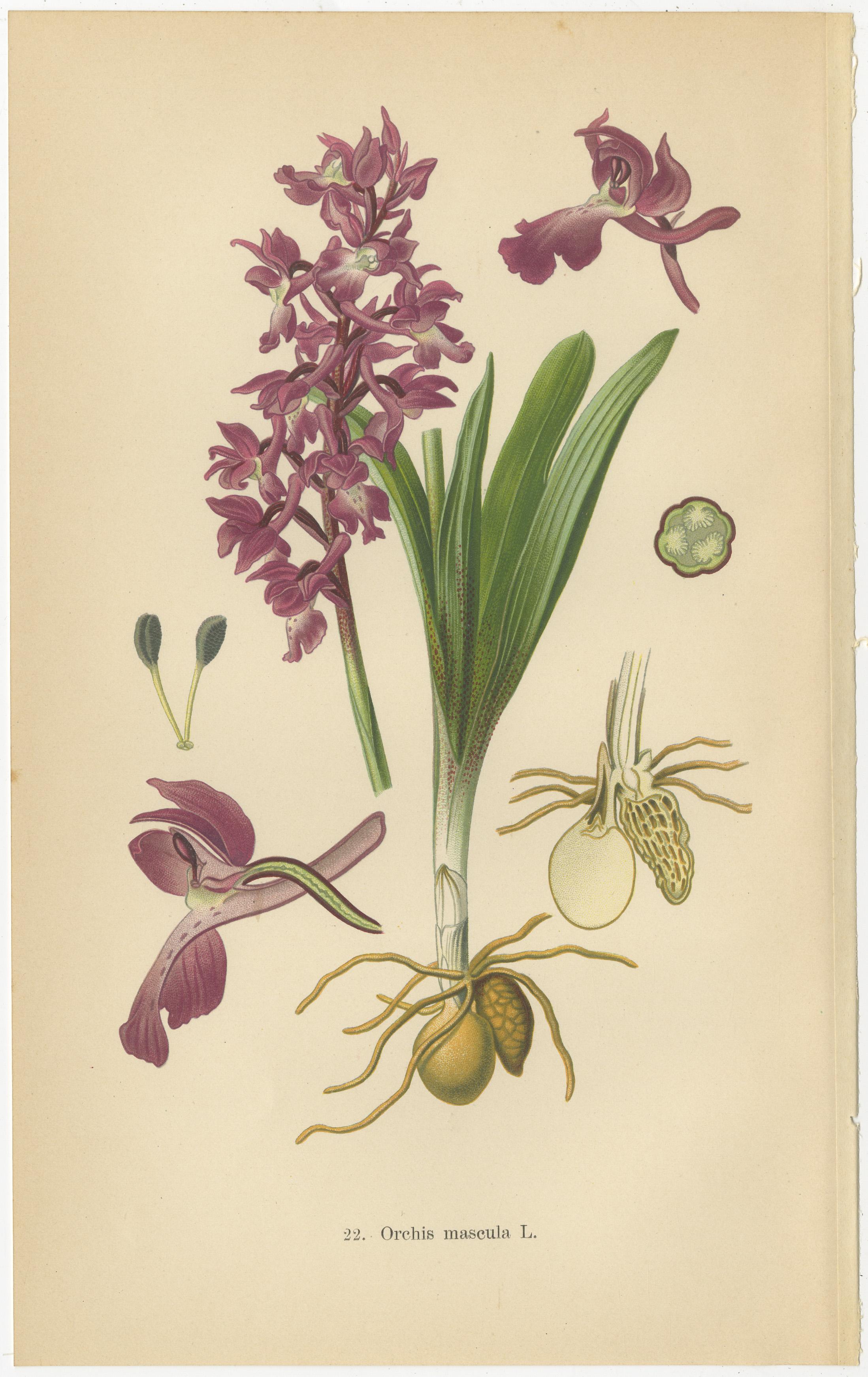 Paper German Meadow Orchids: A Heritage of Botanical Artistry, 1904 For Sale